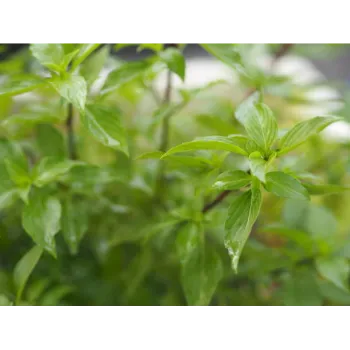 Stevia Plants